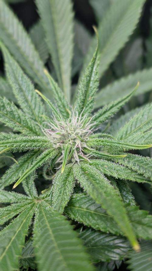 OC Runtz, MMXX, OG Kush. Week 11 - OC Runtz 