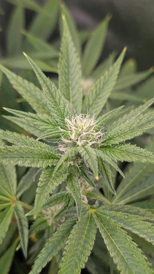 OC Runtz, MMXX, OG Kush. Week 11 - OC Runtz 