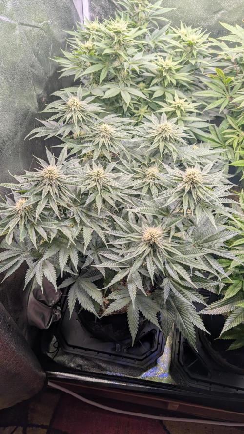 OC Runtz, MMXX, OG Kush. Week 11 - MMXX