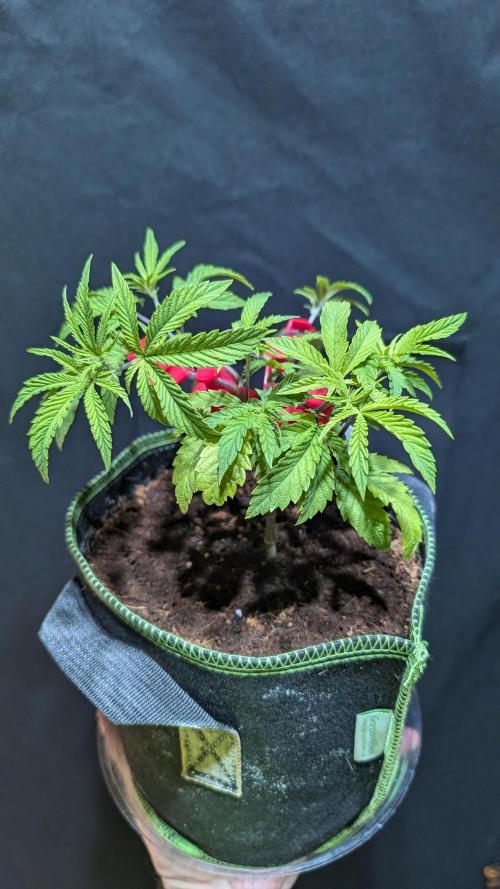 Blueberry Spider Clone. Week 4