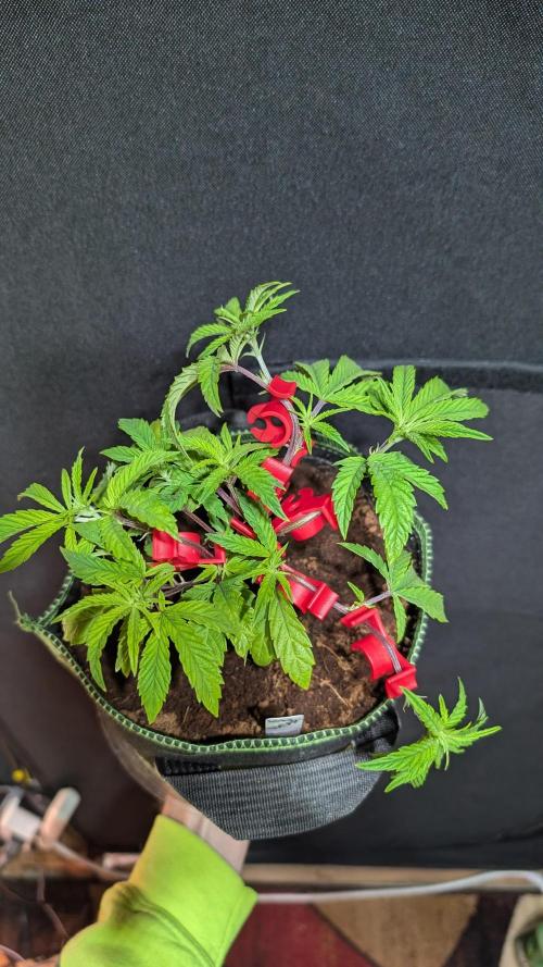 Blueberry Spider Clone. Week 4