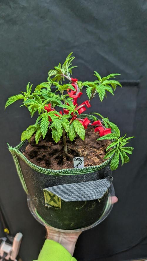 Blueberry Spider Clone. Week 4