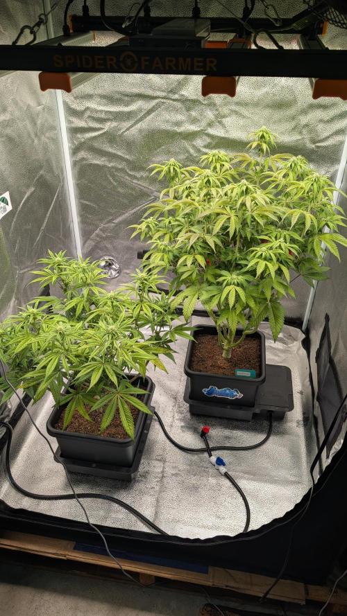 Dumpstar & Grandpa's Stash. Week 9