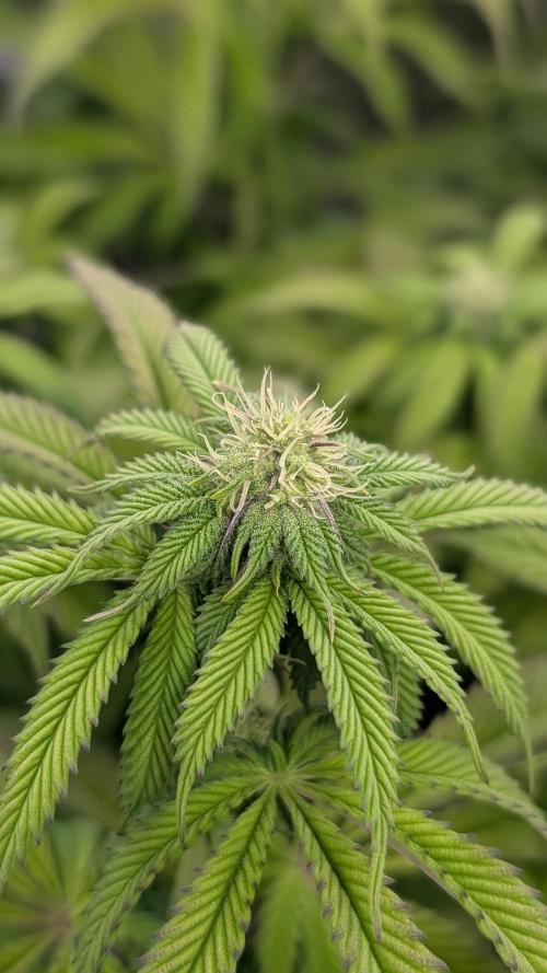 Dumpstar & Grandpa's Stash. Week 9