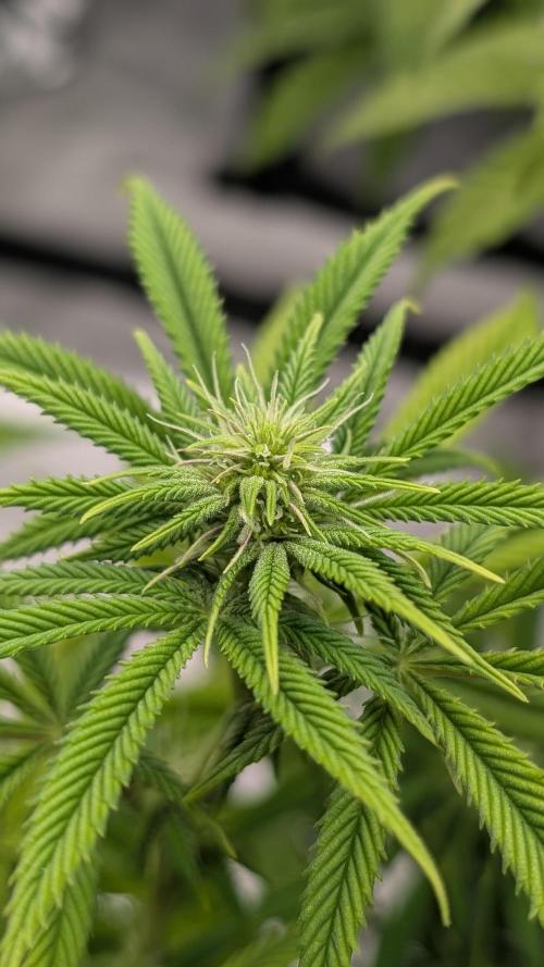 Dumpstar & Grandpa's Stash. Week 9