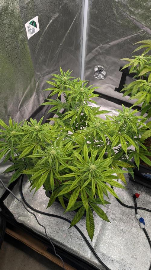 Dumpstar & Grandpa's Stash. Week 9