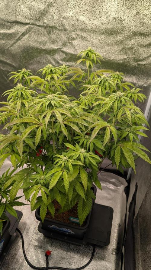 Dumpstar & Grandpa's Stash. Week 9