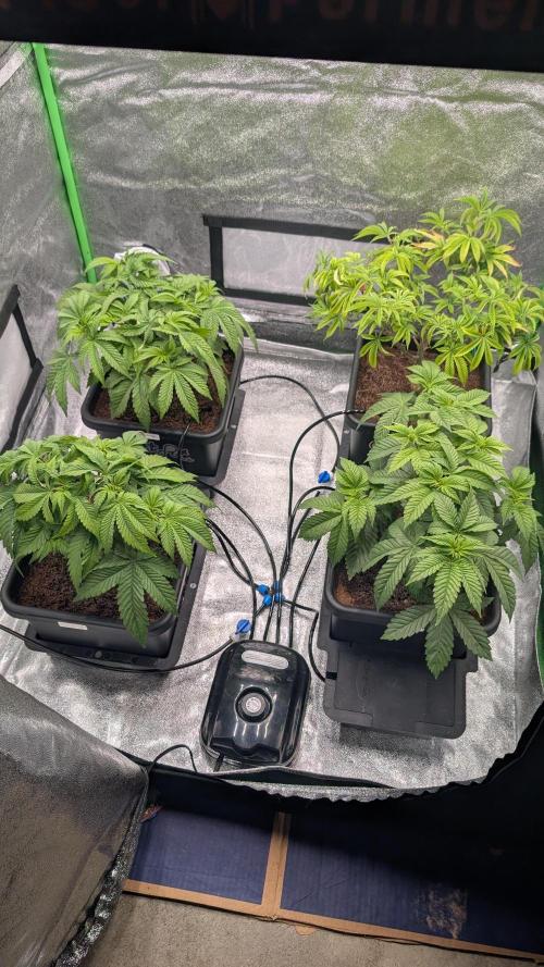 Nova 91 x OC Runtz/Apple Glitter. Week 5