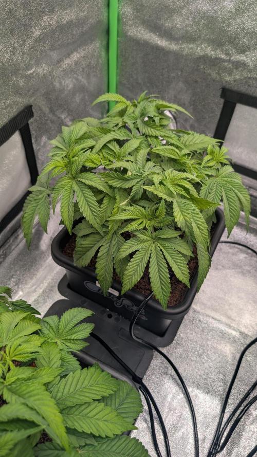 Nova 91 x OC Runtz/Apple Glitter. Week 5