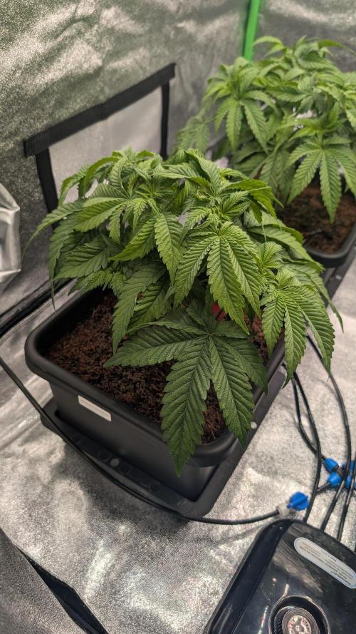 Nova 91 x OC Runtz/Apple Glitter. Week 5