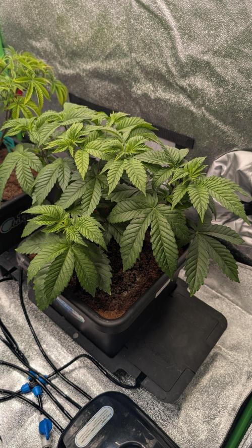 Nova 91 x OC Runtz/Apple Glitter. Week 5