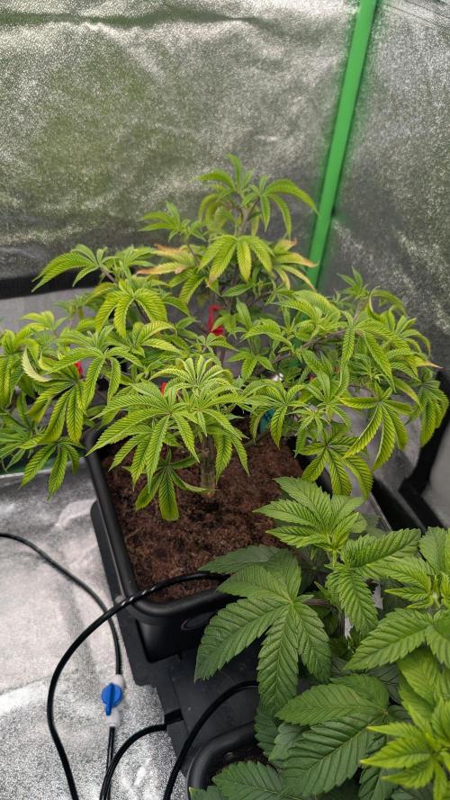 Nova 91 x OC Runtz/Apple Glitter. Week 5 - Apple Glitter