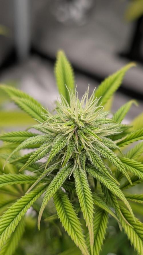 Dumpstar & Grandpa's Stash. Week 10