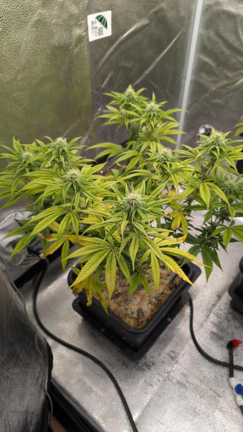 Dumpstar & Grandpa's Stash. Week 10