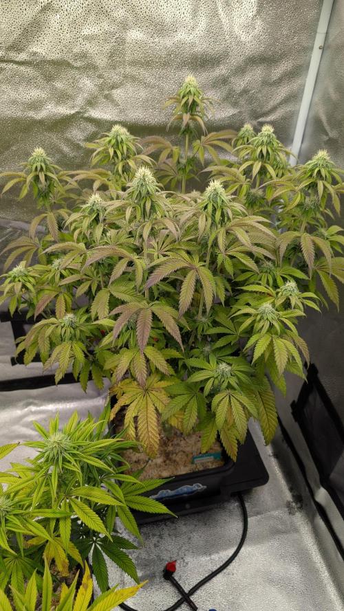 Dumpstar & Grandpa's Stash. Week 10