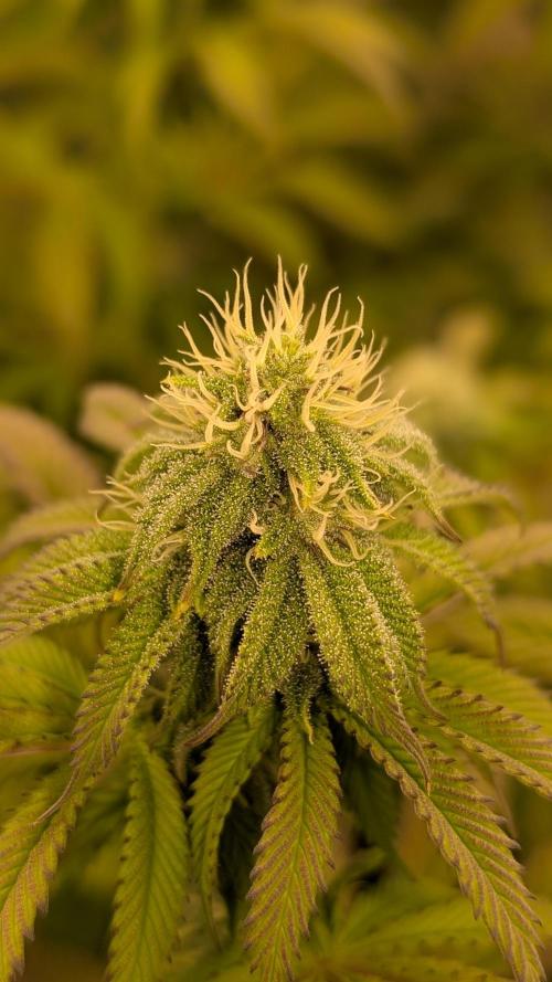 Dumpstar & Grandpa's Stash. Week 10