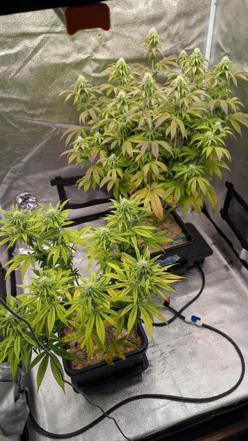 Dumpstar & Grandpa's Stash. Week 10