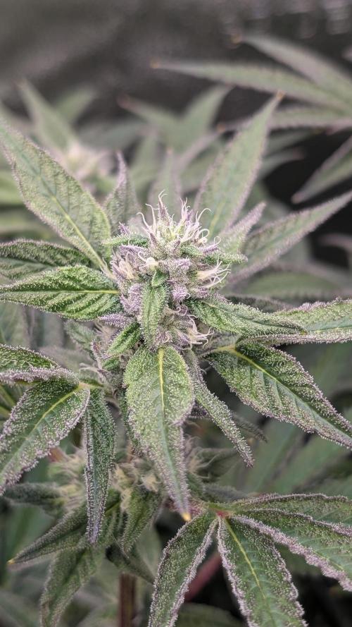 OC Runtz & OG Kush. Week 13