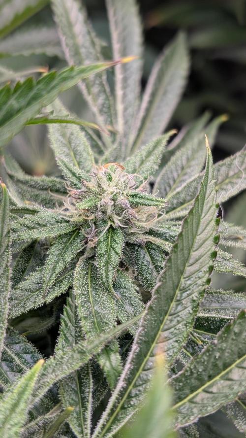 OC Runtz & OG Kush. Week 13