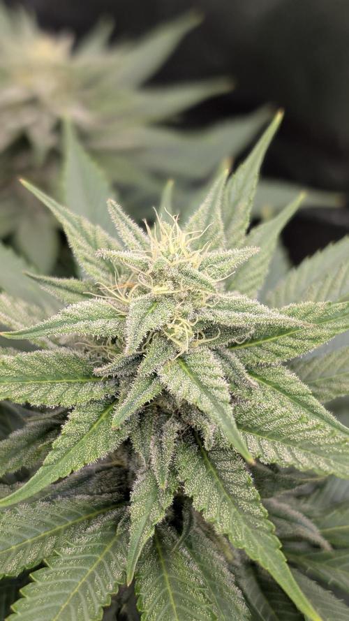 OC Runtz & OG Kush. Week 13