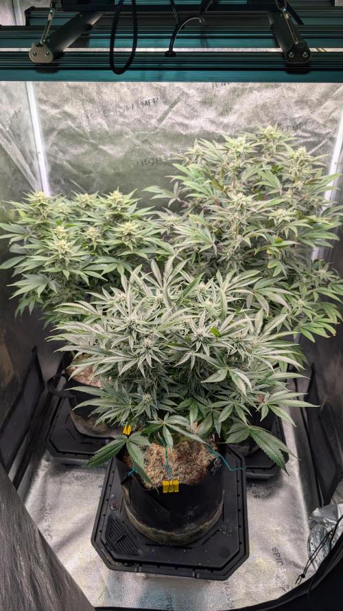 OC Runtz & OG Kush. Week 13