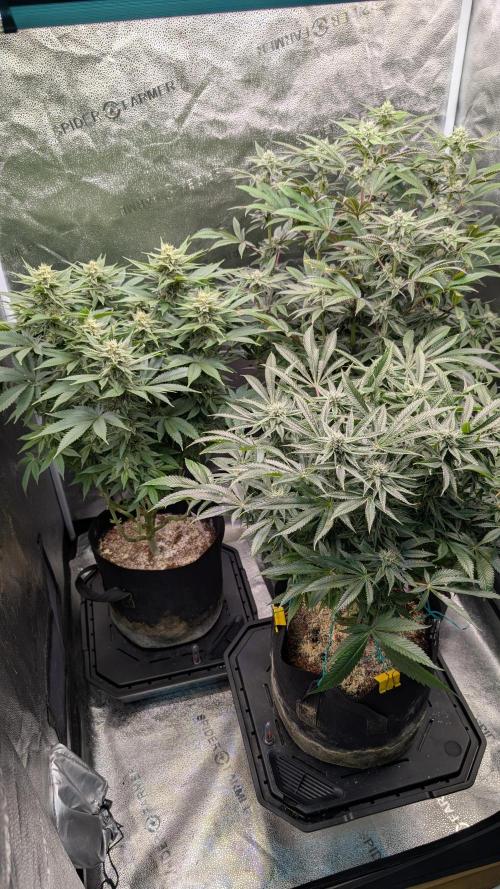 OC Runtz & OG Kush. Week 13