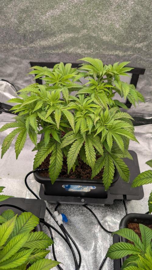 Nova 91 x OC Runtz. Week 6