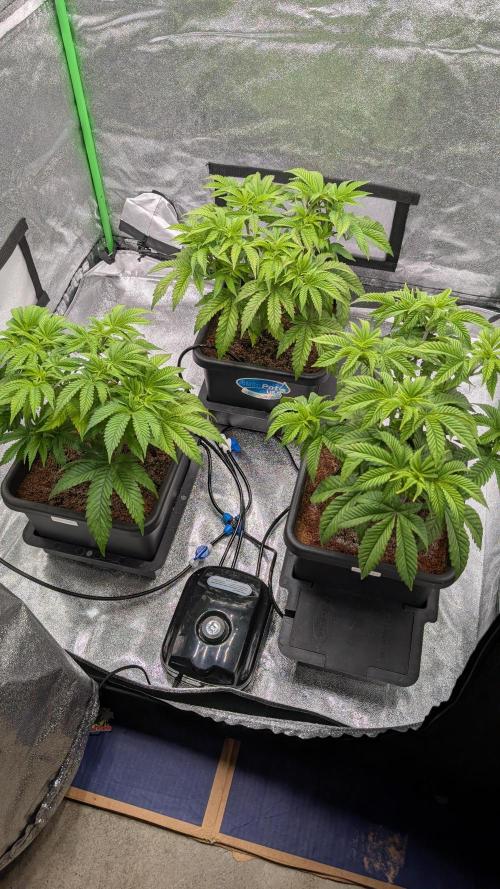 Nova 91 x OC Runtz. Week 6