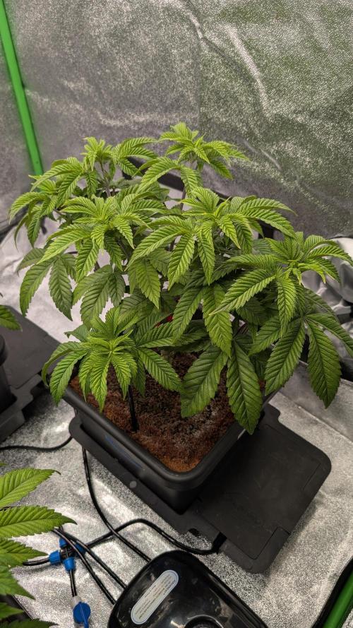 Nova 91 x OC Runtz. Week 6