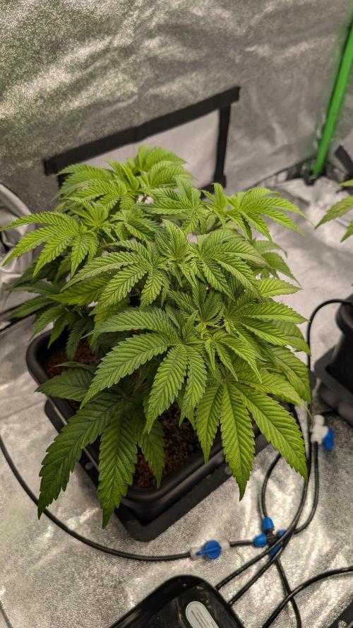 Nova 91 x OC Runtz. Week 6