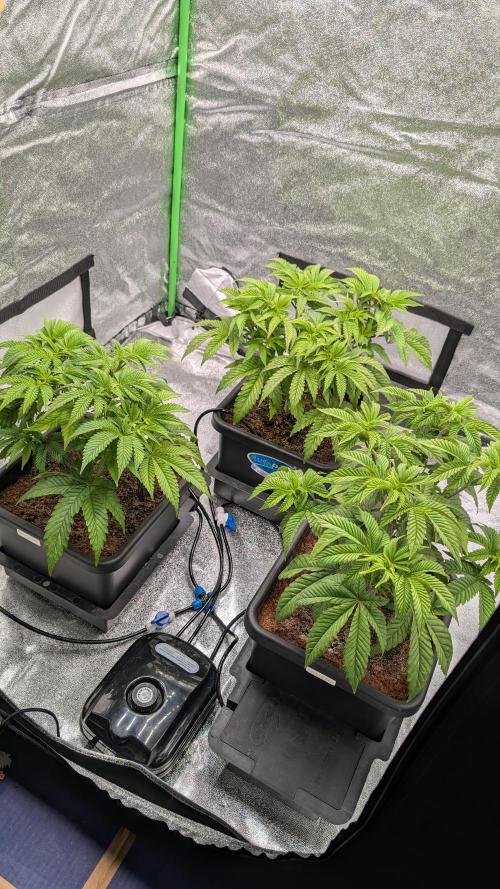 Nova 91 x OC Runtz. Week 6