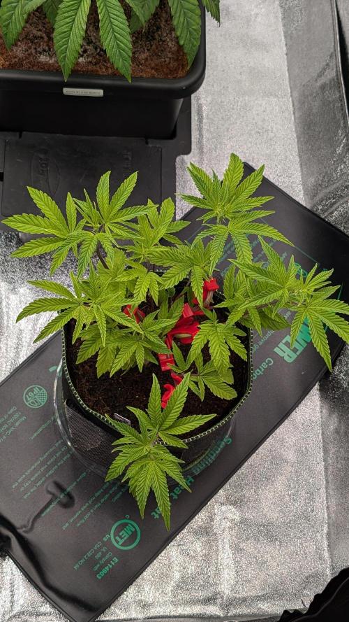 Blueberry Spider Clone. Week 5