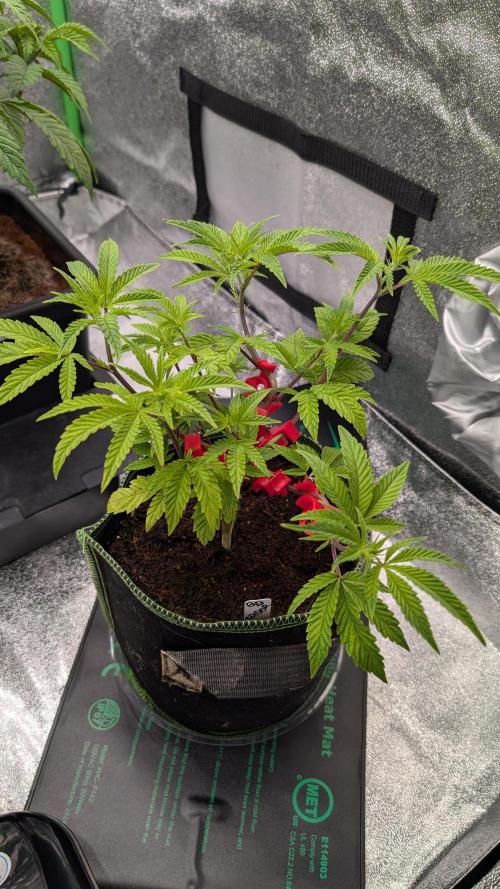 Blueberry Spider Clone. Week 5