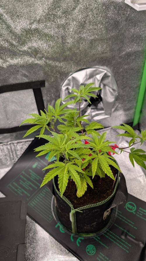 Blueberry Spider Clone. Week 5