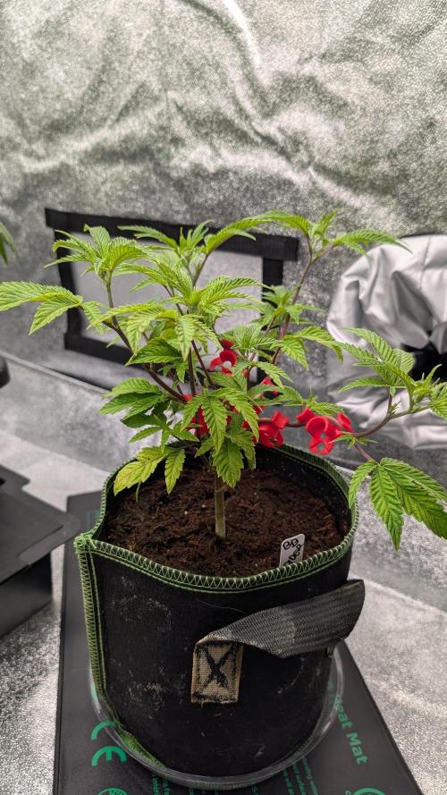 Blueberry Spider Clone. Week 5