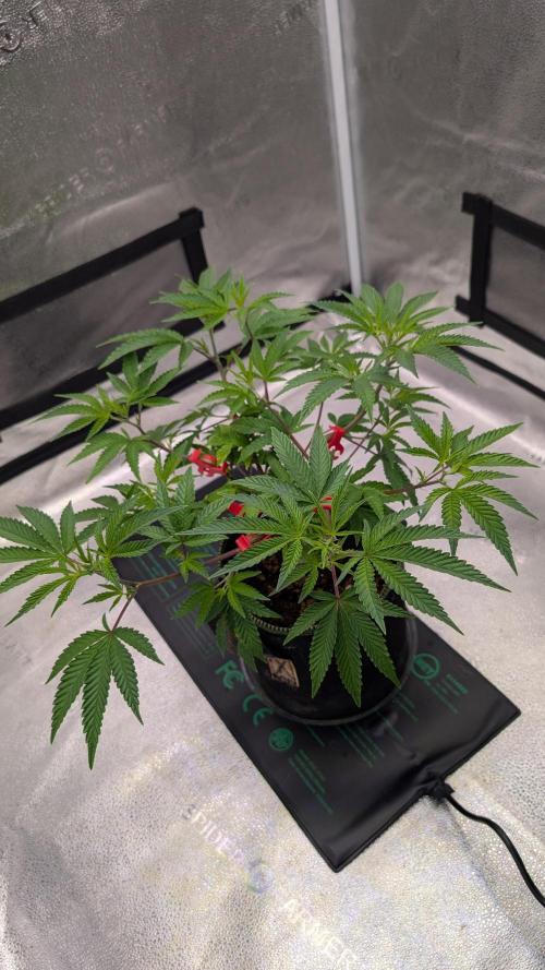 Blueberry Spider. Week 6