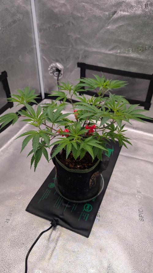 Blueberry Spider. Week 6