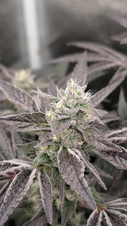 OC Runtz & OG Kush. Week 14