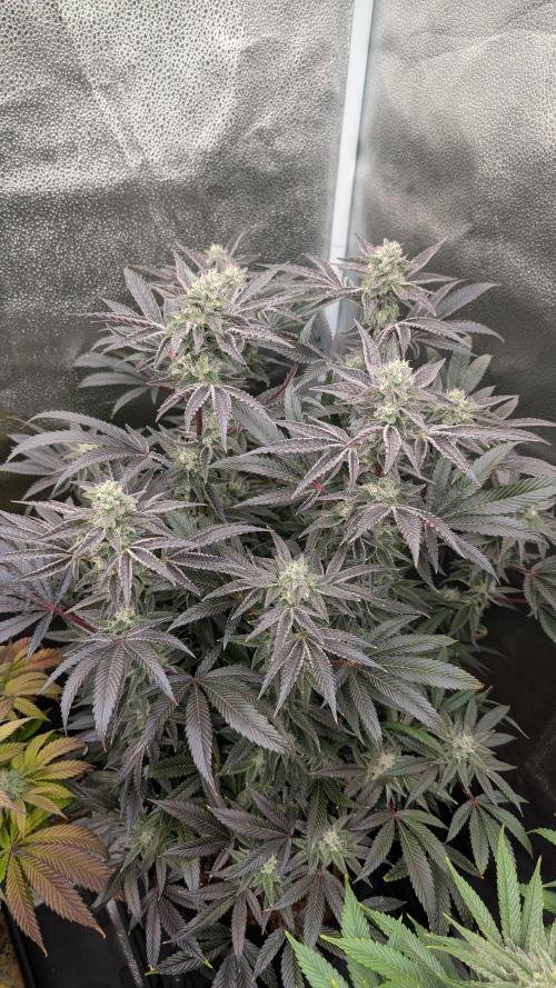 OC Runtz & OG Kush. Week 14