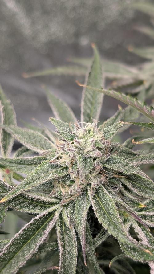 OC Runtz & OG Kush. Week 14