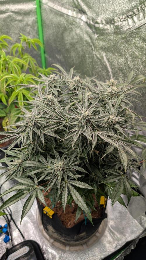 OC Runtz & OG Kush. Week 14