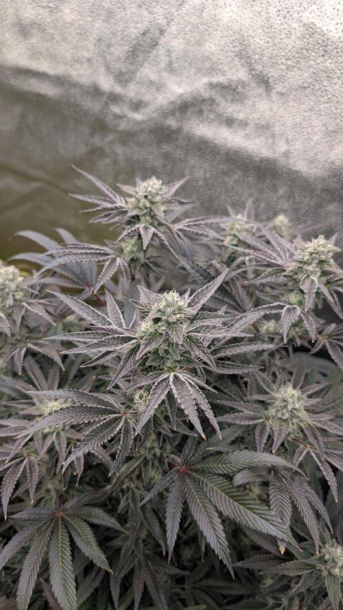 OC Runtz & OG Kush. Week 14