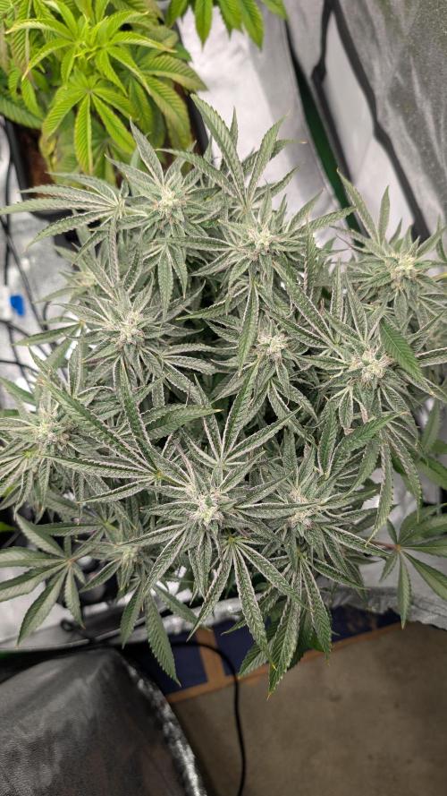 OC Runtz & OG Kush. Week 14