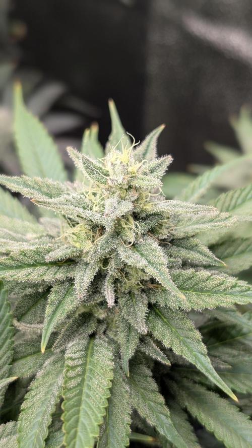 OC Runtz & OG Kush. Week 14