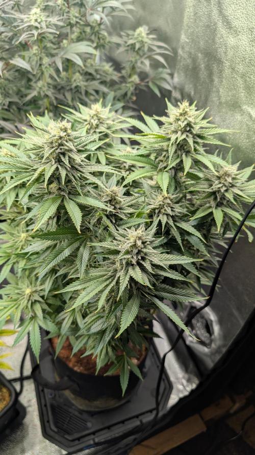 OC Runtz & OG Kush. Week 14