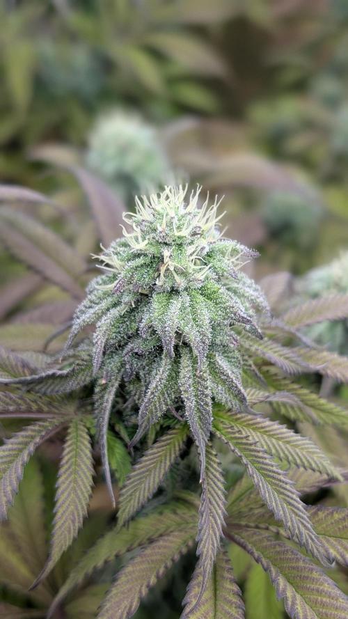 Dumpstar & Grandpa's Stash. Week 11