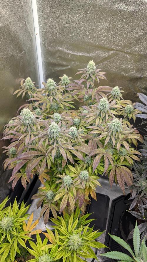 Dumpstar & Grandpa's Stash. Week 11