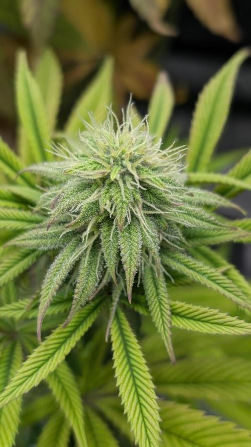 Dumpstar & Grandpa's Stash. Week 11