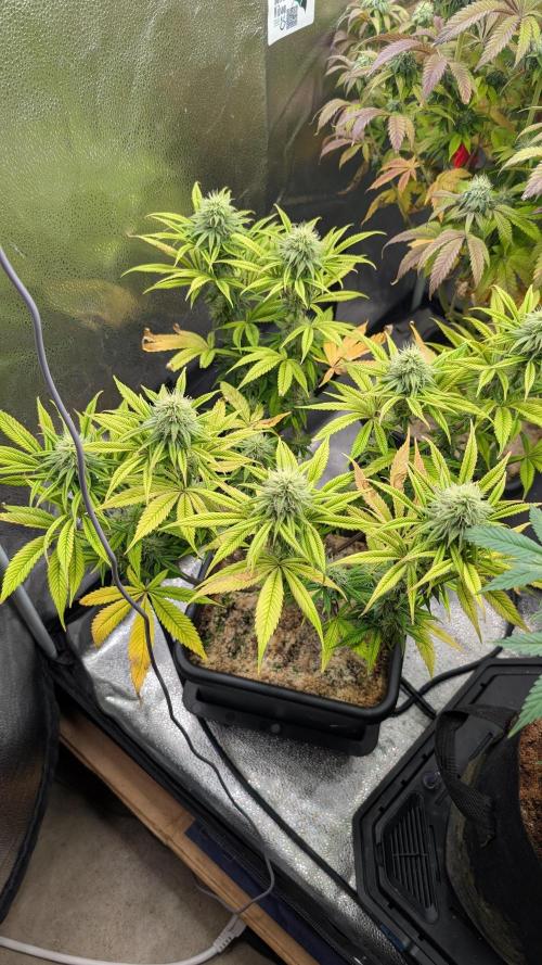 Dumpstar & Grandpa's Stash. Week 11