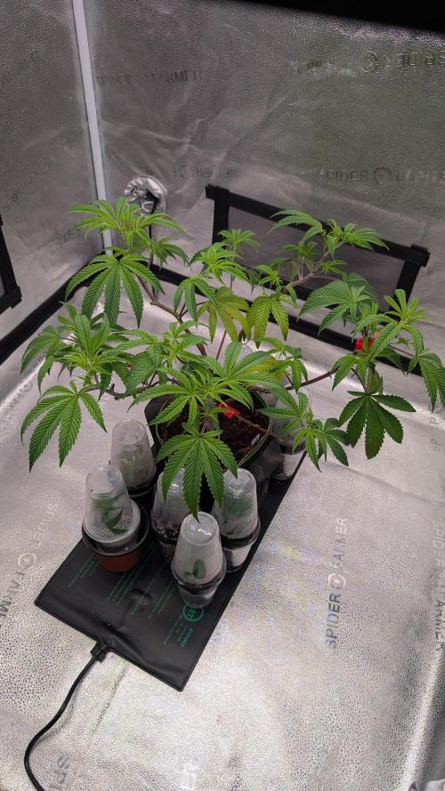 Blueberry Spider. Week 7